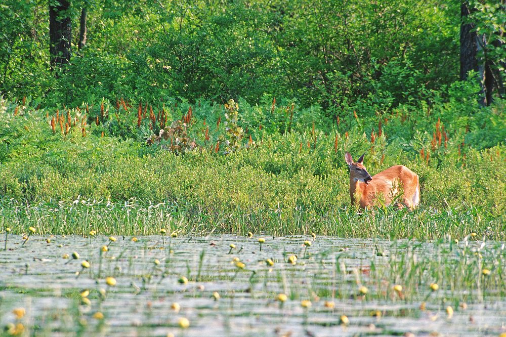 ducanada's tweet photo. #Canada's #wetlands provide #wildlife &amp; #plant species w/essential #habitat! #Conservation #Biodiversity #WorldEnvironmentDay  #WithNature https://t.co/bxmpmV0tcZ
