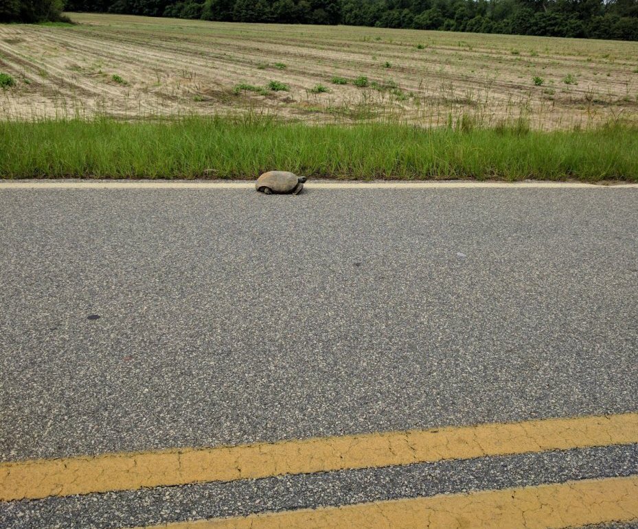 HerpMapper's tweet photo. It's turtle road-crossing season. Give 'em a brake and report sightings. https://t.co/77OcYl7Vby #Brake4Turtles https://t.co/jBVMK9yE1S