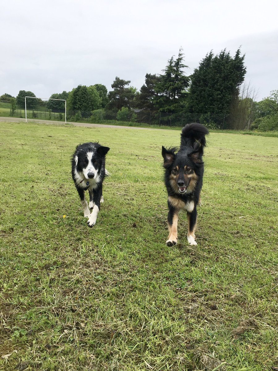 ruff's boarding and doggy daycare