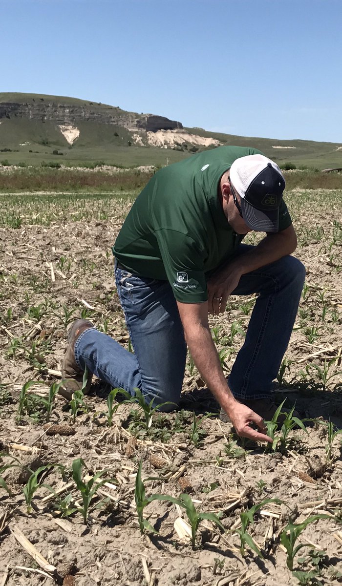 EwDam's tweet photo. #P9998AMXT looking strong in western Nebraska. 99 day #powerhouse, #yieldhero this fall. https://t.co/NuZVBSzSH1