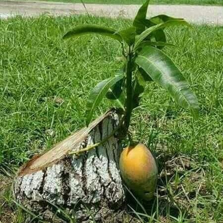 Manojkaswa's tweet photo. #WorldEnvironmentDay 
 पूरा पेड़ काट दिया गया फिर भी एक  शाखा उगी और उस पर भी फल लगा।
परिस्थियाँ कैसी भी हो जो नेक है नेकी करना नहीं छोड़ता। https://t.co/YyTqnEmSvt
