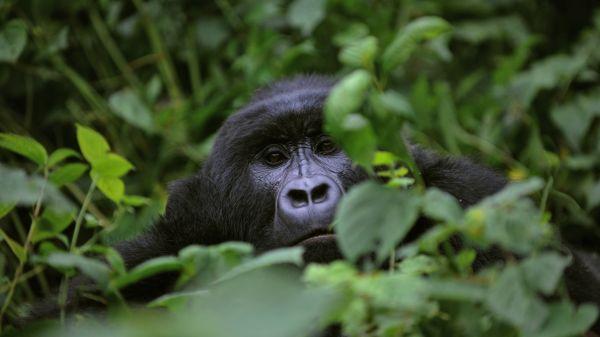 franceculture's tweet image. Trump, délinquant climatique : les réactions continuent de se multiplier, on parle même de "crime contre l'humanité" franceculture.fr/emissions/le-j…