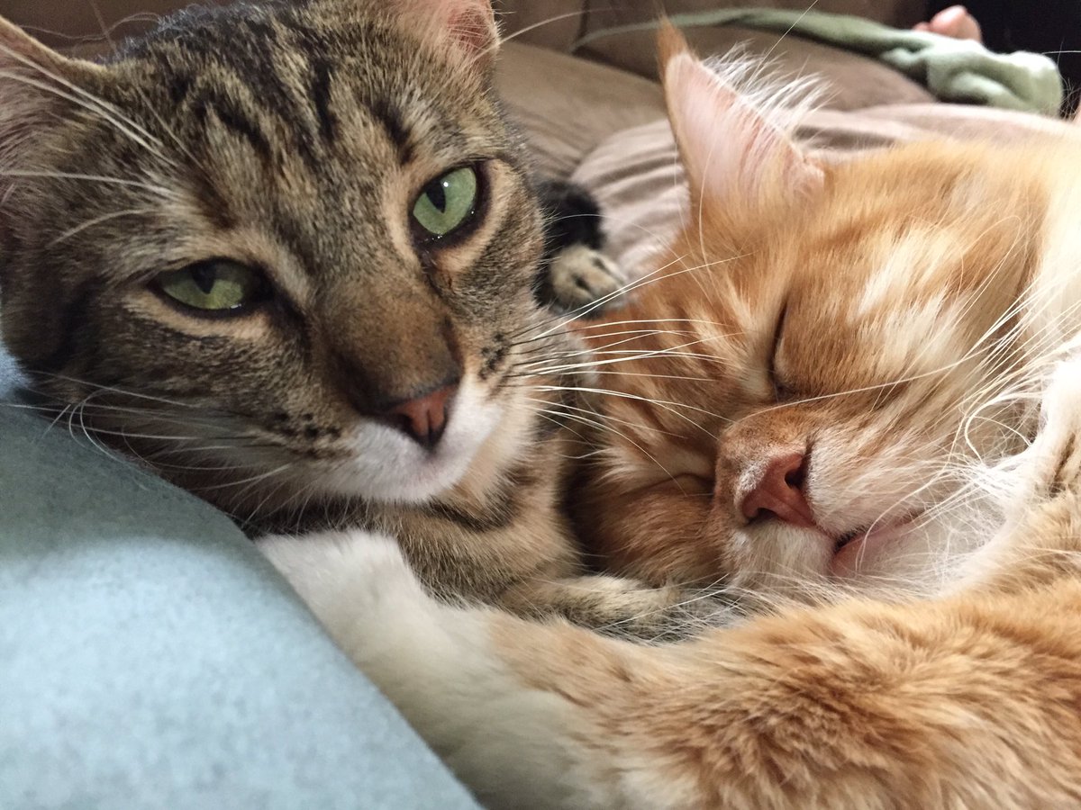 hyper_n_helios's tweet photo. Monday Snugs
#CatsofTwitter #love #catsofinstagram https://t.co/N6EhLR5B9E