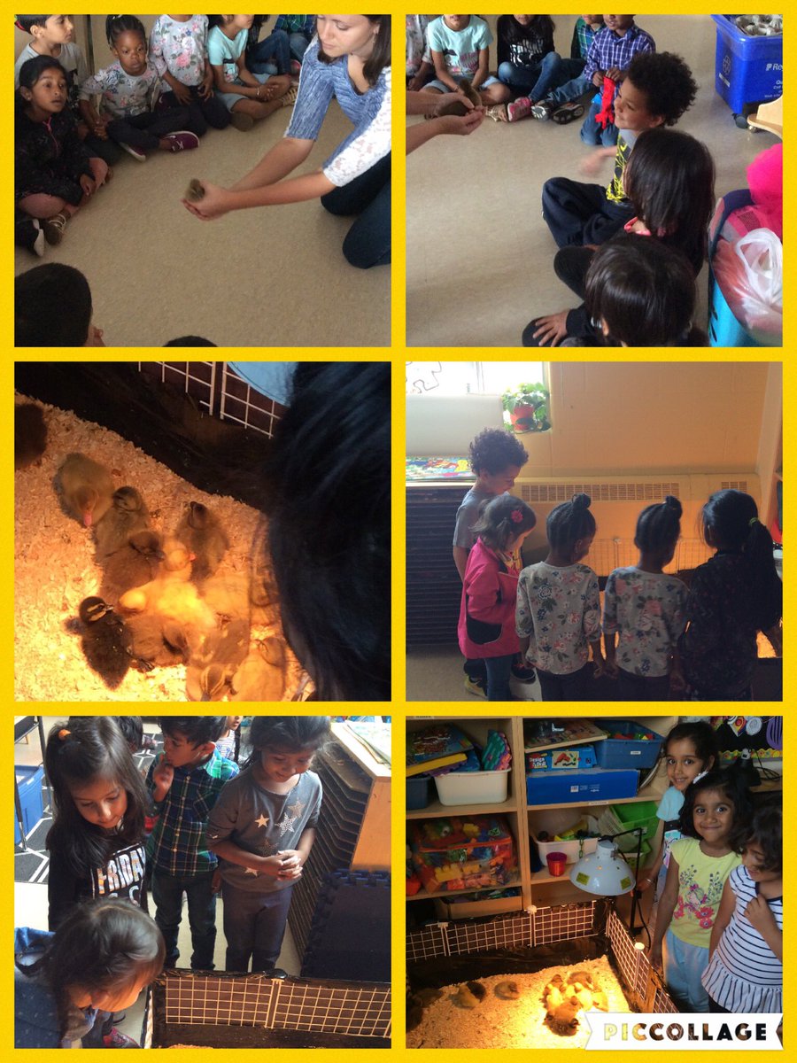 LittleEagles123's tweet photo. Visiting the ducklings with Ms. Switzer! 🦆 https://t.co/tFqIUacOeb