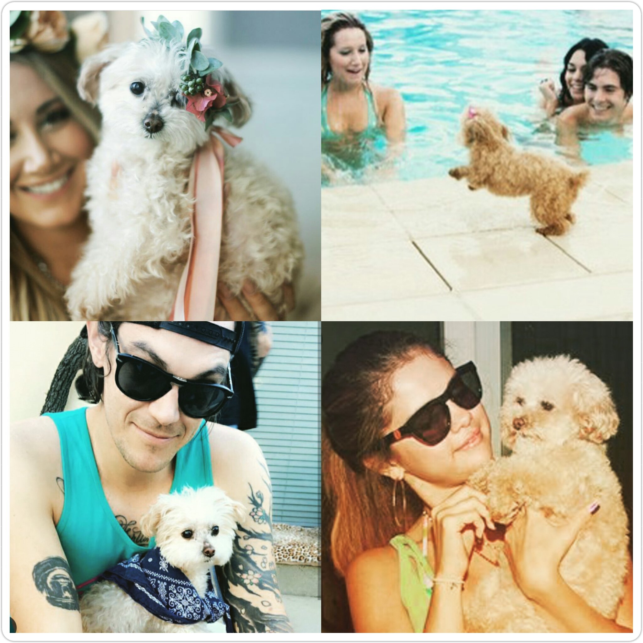 Happy birthday Maui! Hoje é  aniversário da cahorrinha da Ashley Tisdale. 