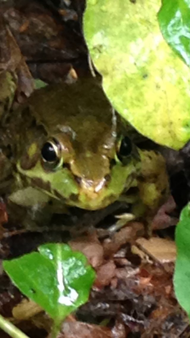 retired_deb's tweet photo. Exploring #biodiversity at #oregonridge @Prettyboyes1 @BCPSSci https://t.co/Qhi4HjrX2P
