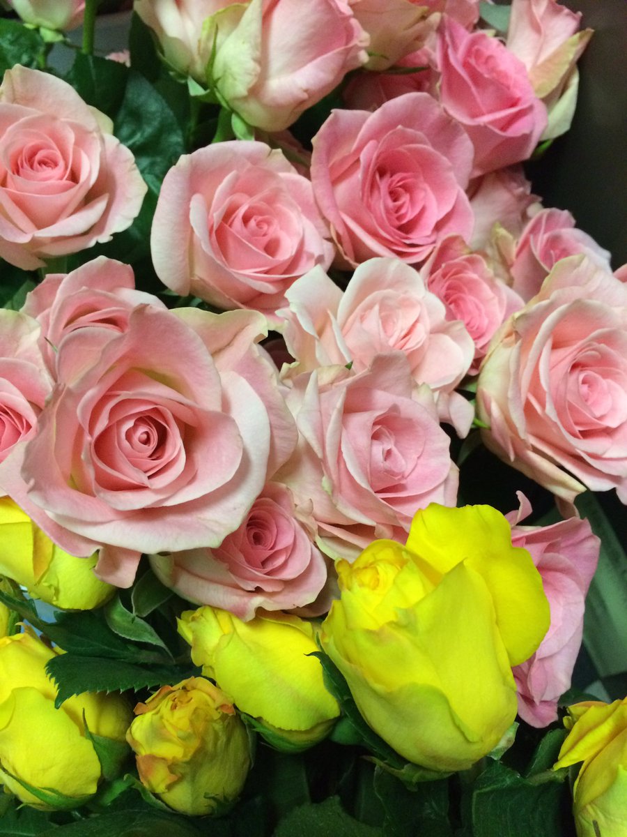 OrchPM's tweet image. 500 gorgeous roses prepped and ready to sell at PMHS graduation tomorrow! #SupportTheArts 🌹🎹