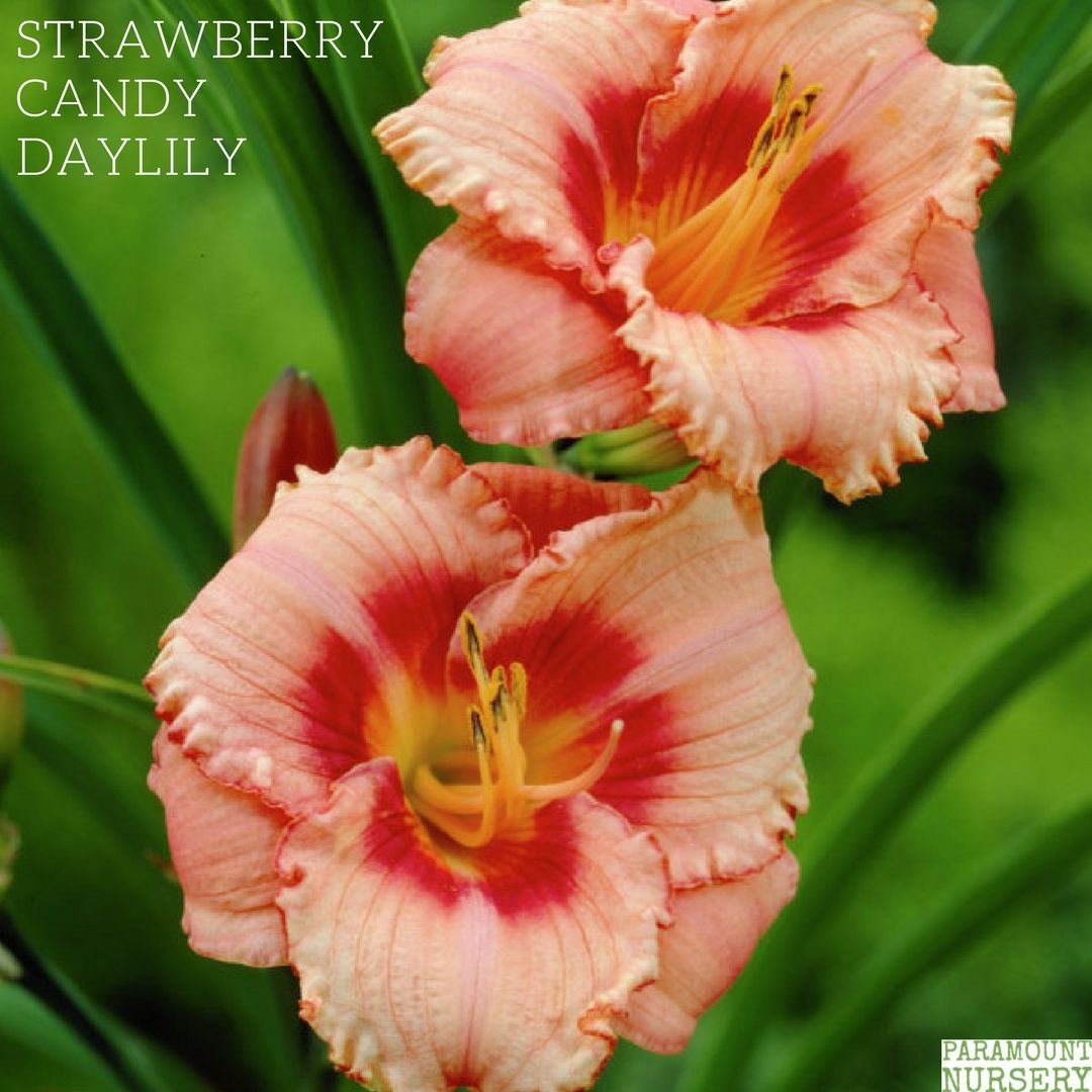 Paramountnursry's tweet photo. Love daylilys? This is one of our favourites! You can shop all of our perennials here: https://t.co/2sm6rZ4JTo https://t.co/GLU2wsRGTL