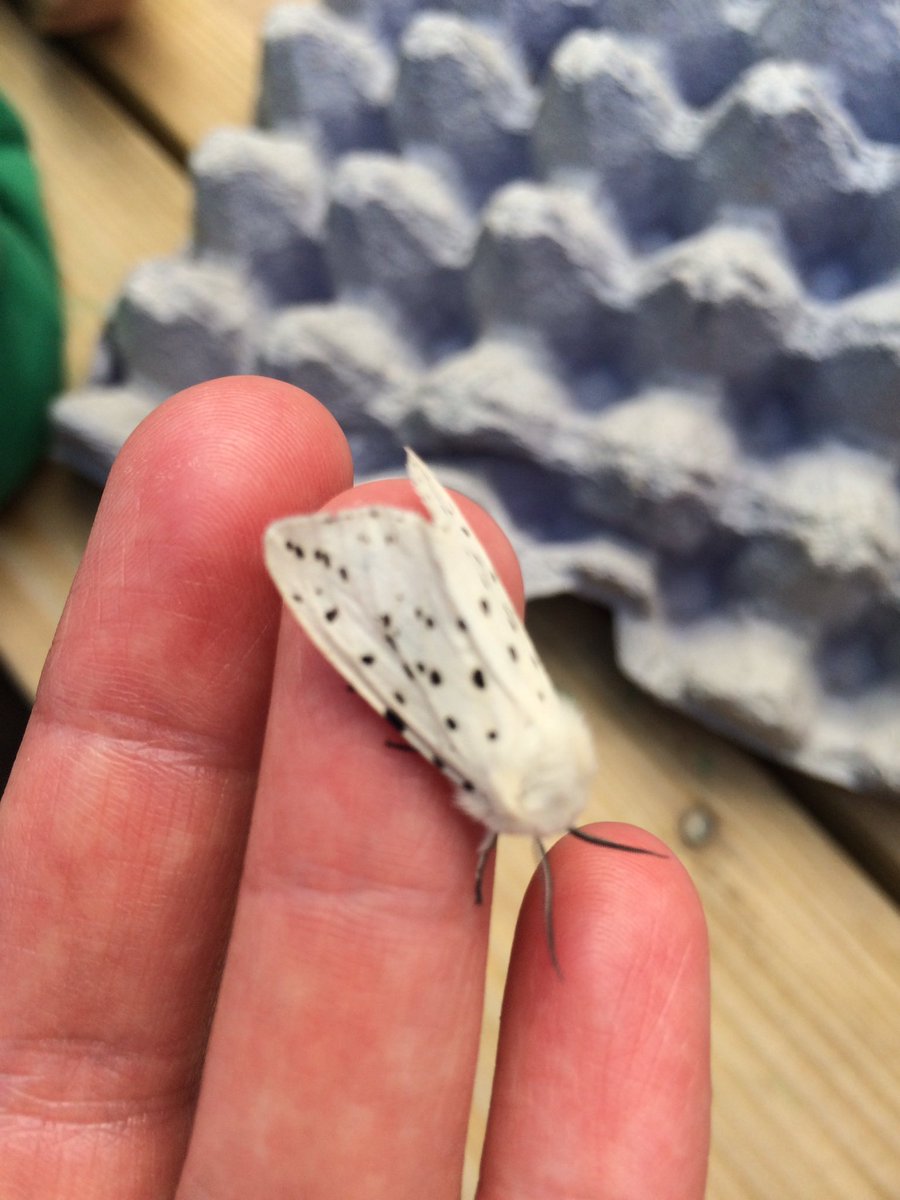 BUOsteo's tweet photo. @m_law See you, and raise you! Fun with moth traps yesterday @moorsvalley . What #bonegeeks do on their days off! https://t.co/9XPVvPvXNU