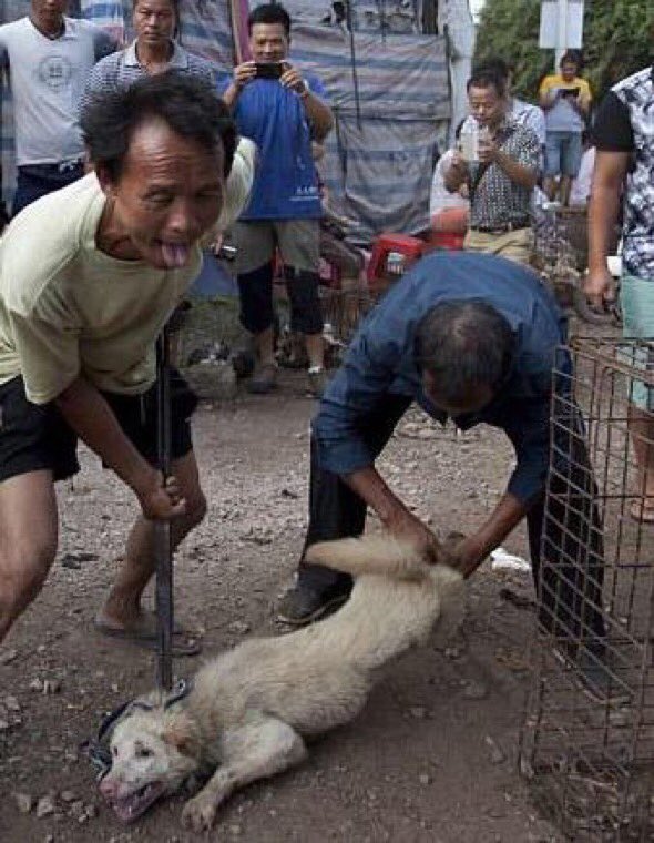 Hopeesperanz's tweet photo. .@RepErikPaulsen Pls u Cosponsored #HRes752 NOW Support #HRes30  #CondemsChina  #Yulin #DogMeatTrade  #Torture #AnimalAntiCrueltyLaws ! VOTE https://t.co/XWtzPgtIP1
