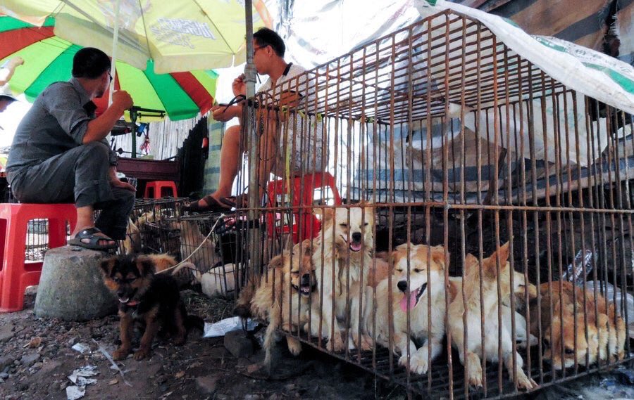 Hopeesperanz's tweet photo. .@RepErikPaulsen Pls u Cosponsored #HRes752 NOW Support #HRes30  #CondemsChina  #Yulin #DogMeatTrade  #Torture #AnimalAntiCrueltyLaws ! VOTE https://t.co/XWtzPgtIP1