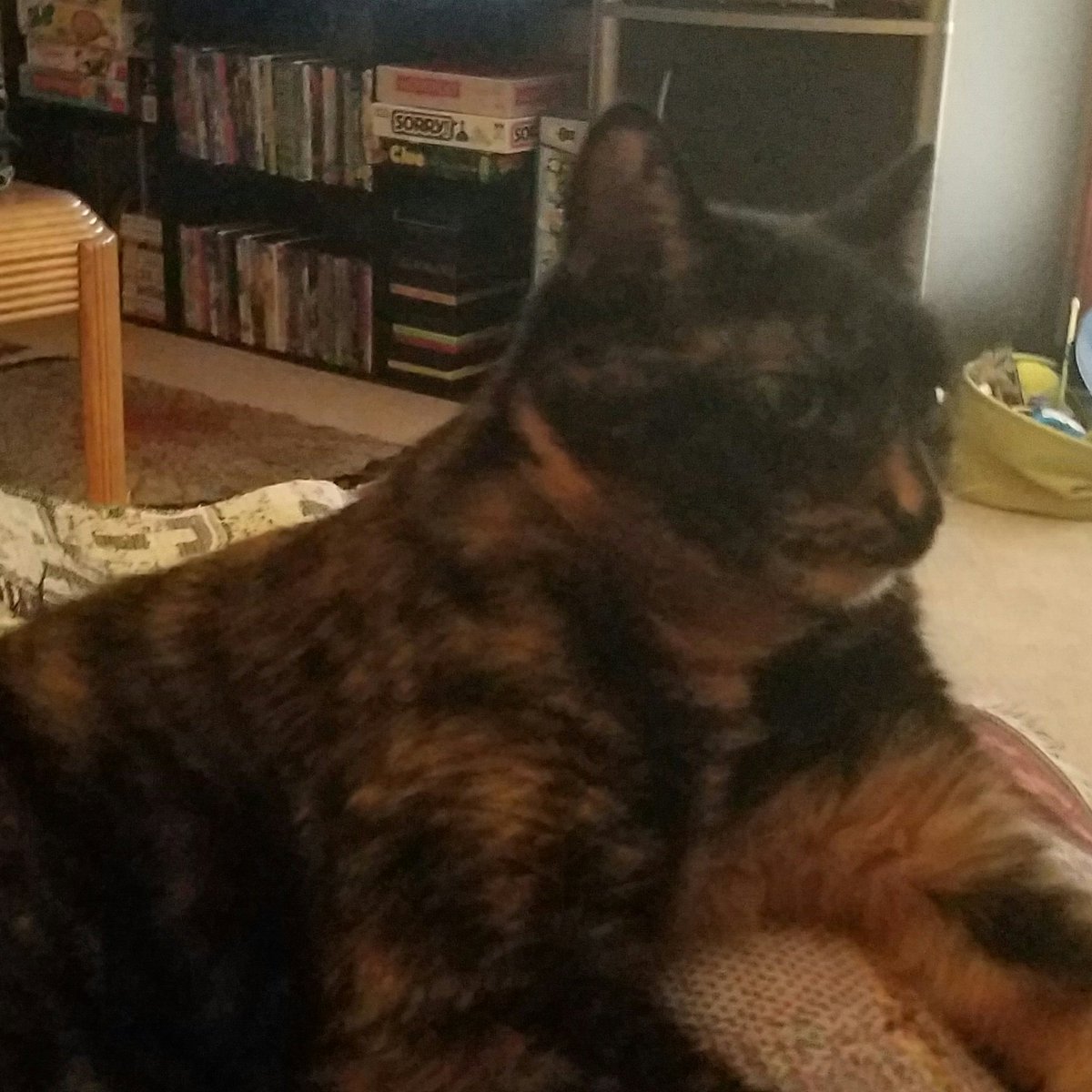 Snickers__kat's tweet photo. @LeMyrn Purrrrrr https://t.co/96YuKYZ358