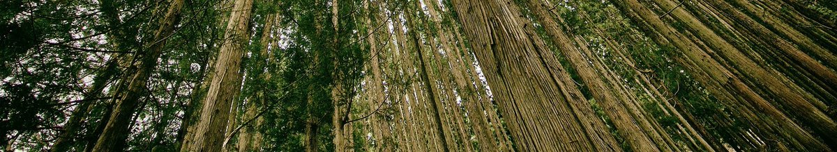 Woodbrowser's tweet photo. Canadian Lumber Tariffs Impacting Southern Yellow Pine Prices https://t.co/Egjfzm3QOh by @forest2market https://t.co/aVgR7iO9in