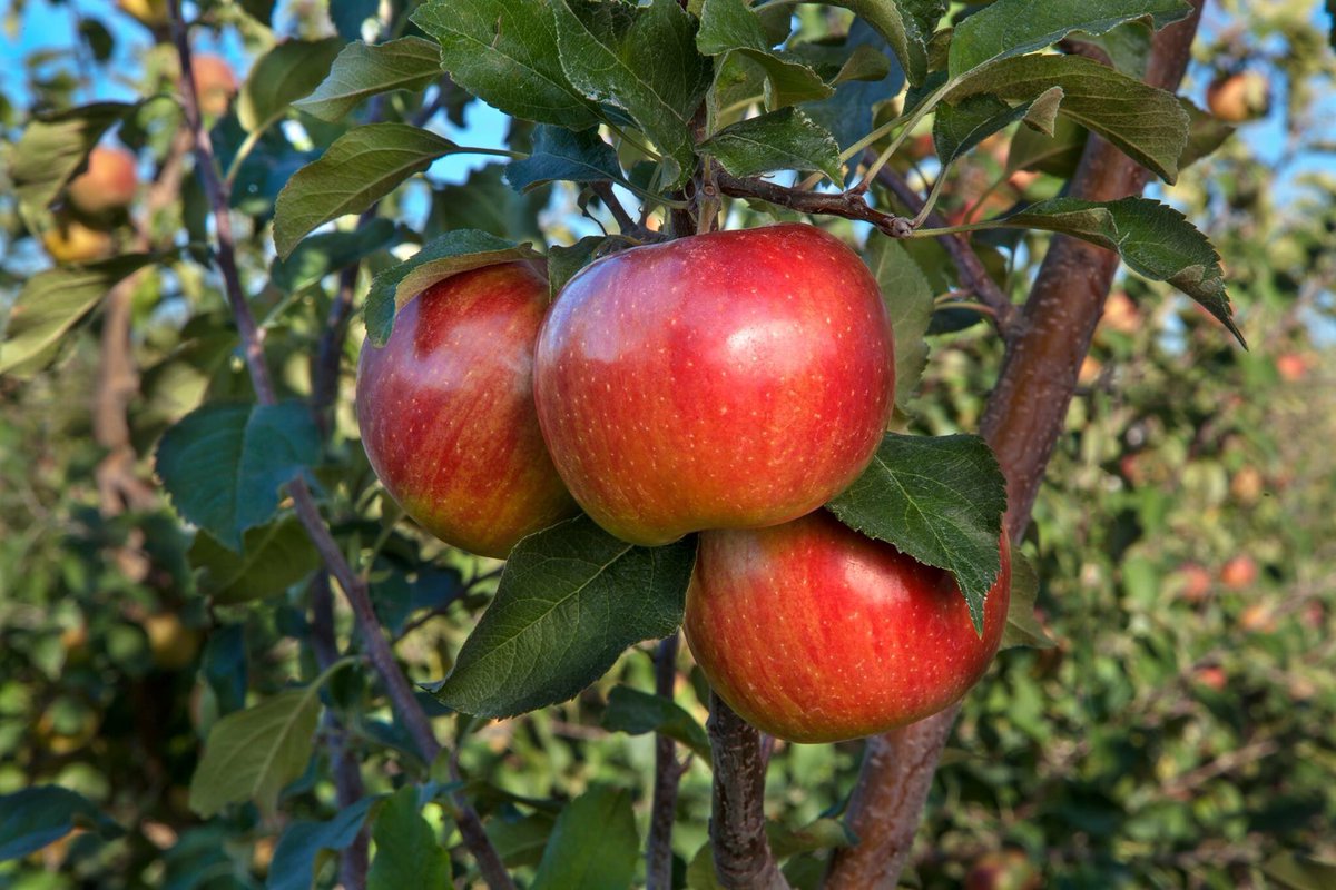Who else could go for a super sweet KIKU apple?? Don't they just look mouthwatering?