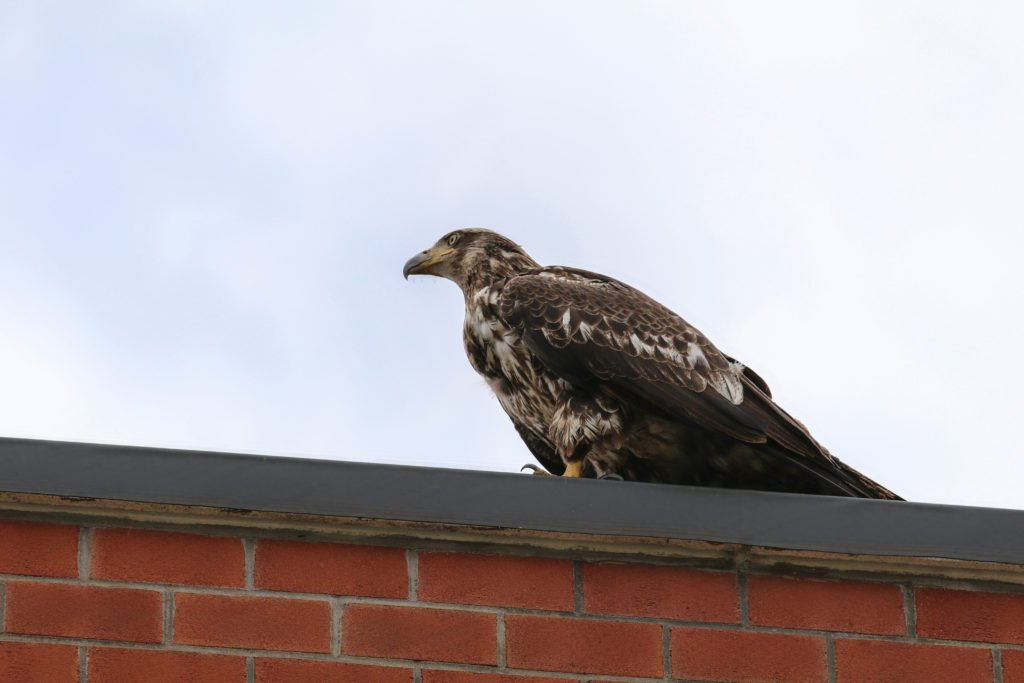 Eagle gets bird’s-eye view of Decker news.sunybroome.edu/buzz/eagle-get…