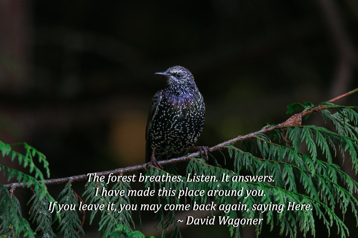 RKSalmon's tweet photo. The forest breathes. Listen. It answers... https://t.co/uZpVS9fSJX