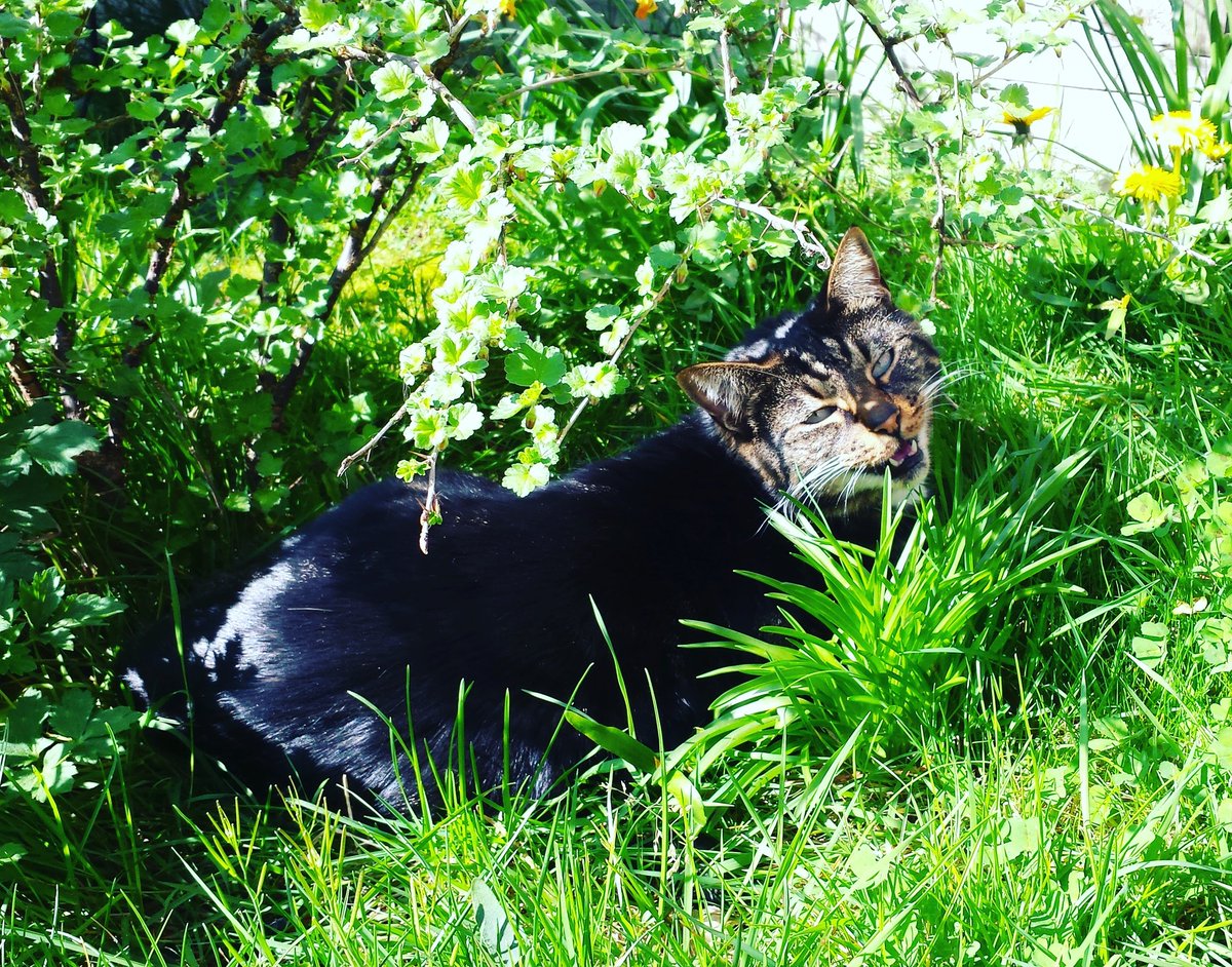 MiaCatMan's tweet photo. Summer lovin' #VIPcomfycottages https://t.co/3k1Cz9W6x6