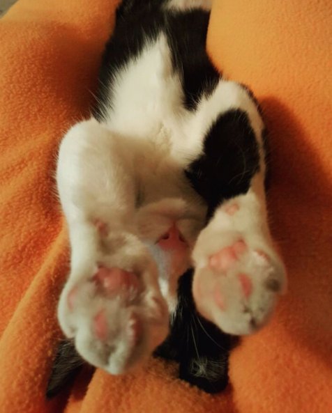 TheCatCassy's tweet photo. Some stretching after my evening workout😸
#cassy #cat #stretching #workout #sauna #thecatcassy #catsfixation #animal #cute #katze #cutecat https://t.co/3Pw4aSTklU