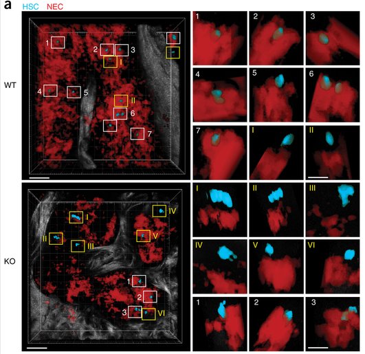 mmw_lmw's tweet photo. ChemokineReceptor #ACKR1 on Nucleated ErythroidCells regulates #Hematopoeisis: Weber &amp; Rot @LMU_Muenchen @NatImmunol https://t.co/siWnxQ8OGi https://t.co/gutuQQ6sod