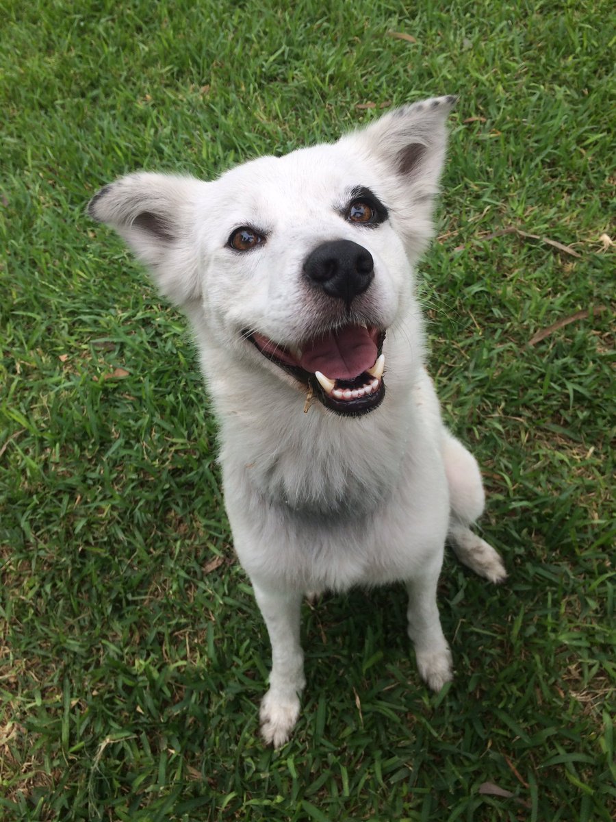 stef_scaglioni's tweet image. Ayúdenme con un RT por fa! Lo encontramos por la cuadra 3 de Bielich en Surco. Tiene un collar plateado