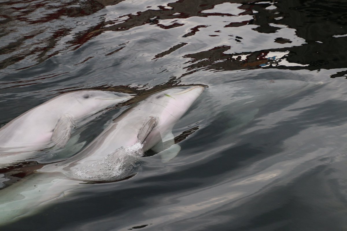JanpostTd's tweet photo. Dolfinarium https://t.co/GVS4lH4zuJ