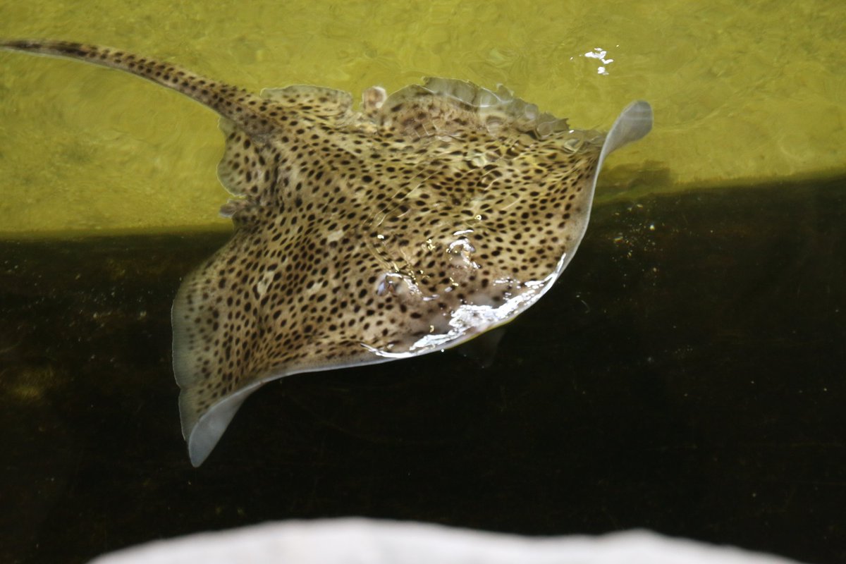 JanpostTd's tweet photo. Dolfinarium https://t.co/GVS4lH4zuJ