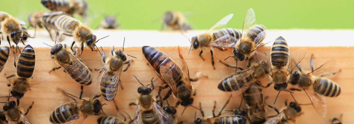 S Marx Bienenkonigin Imker Imkern Bienen Bienenschwarm Konigin Insekten Bienenvolk