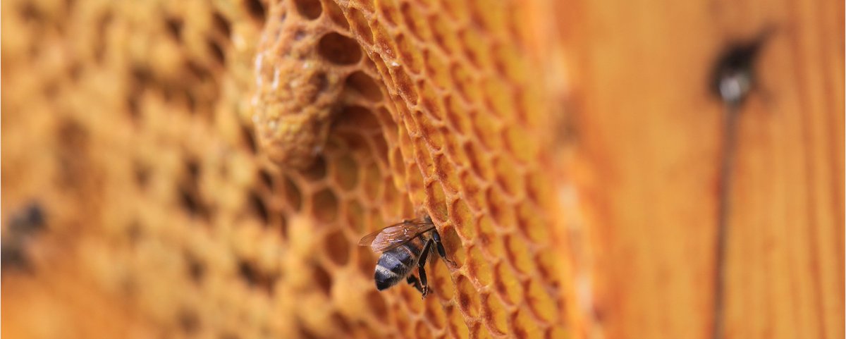PhotosMarx's tweet photo. #weiselzelle und #Arbeiterin bei der #Brutpflege #bienen 
#imker #imkern #bienenvolk #bienenstock #insekten #natur https://t.co/xn0mL9Ilka