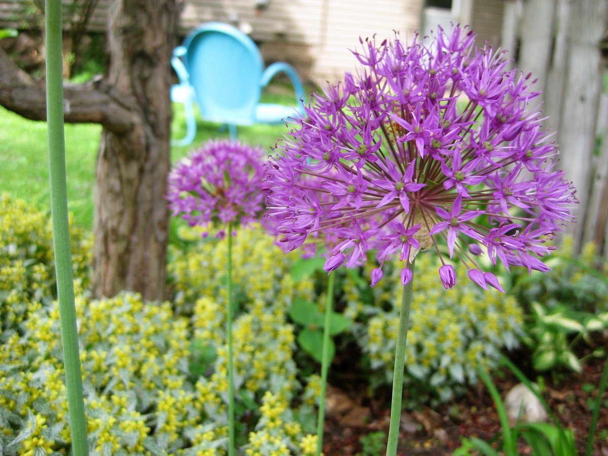 Gardening 101 by Laura Wolter, avid gardener + member of Chippewa Valley Master Gardener Association #gardening &gt;&gt; ow.ly/tyvs30ckV8G