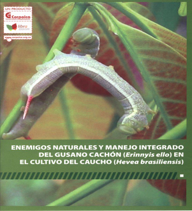 SomosAGROSAVIA's tweet photo. Conozca la #Publicación Enemigos naturales y manejo integrado del gusano cachón en el cultivo del caucho ↓ https://t.co/jt8wtZZ6qi https://t.co/NVfpF0FdWm