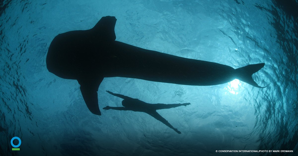 RT if you agree: By saving nature, we’re saving ourselves #WeNeedNature #WorldEnvironmentDay #WithNature