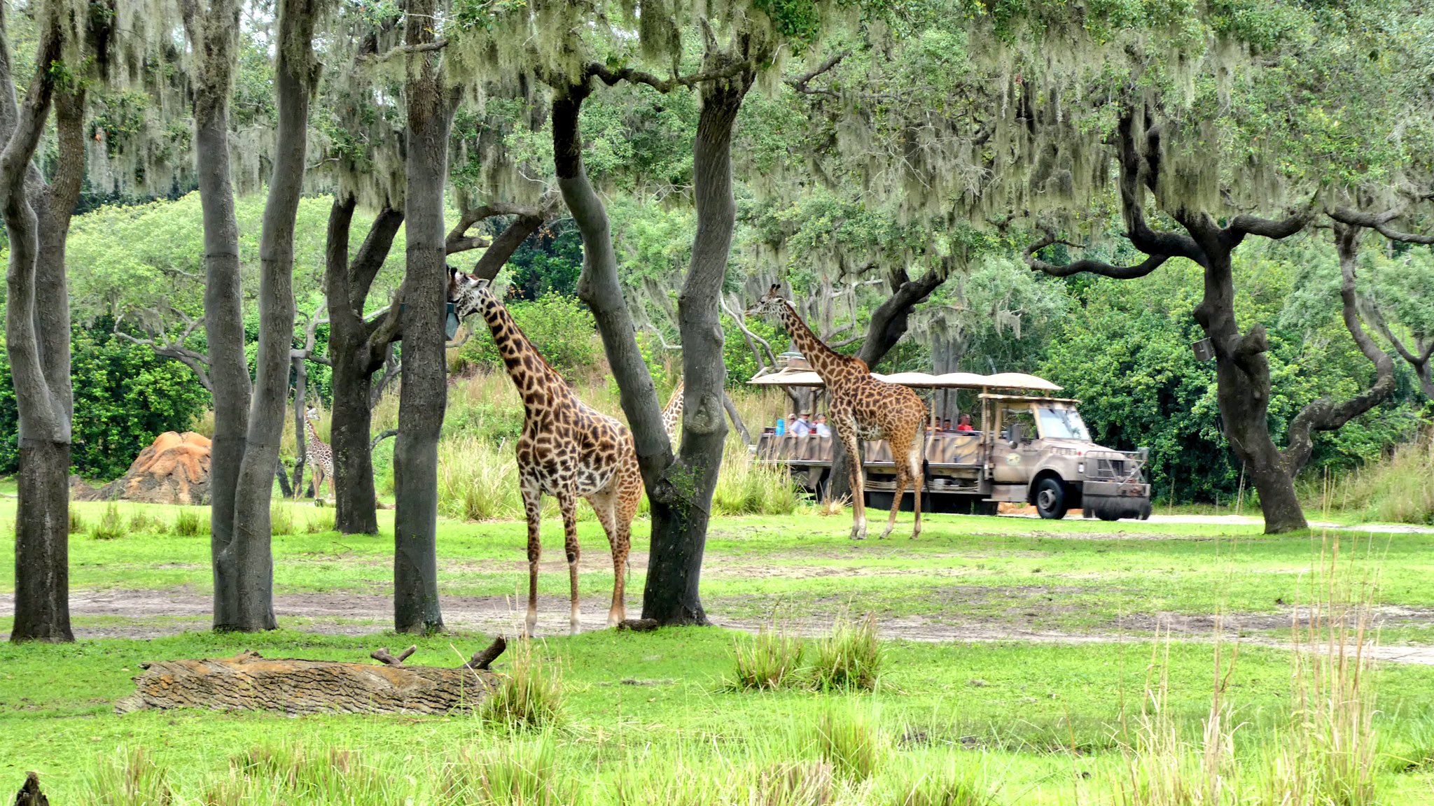 Attractions 360° on Twitter: "Love the Kilimanjaro Safari Ride