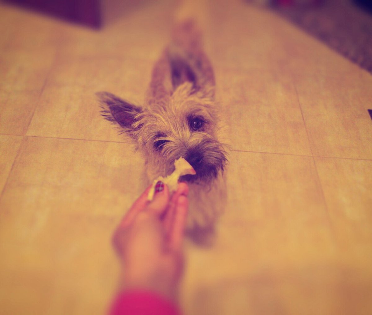 Rima_ciuciu's tweet photo. Mommie ate all #apple, and offered this leftover to me. Of course I unswered her "whaaat?" and ate it ๐
#cairn #cairnheadtilt #cameratilt https://t.co/aSNlBeHEUd