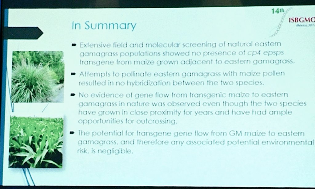 BiotecBolivia's tweet image. #GeneFlow #corn and #gamagrass
#ISBGMO14