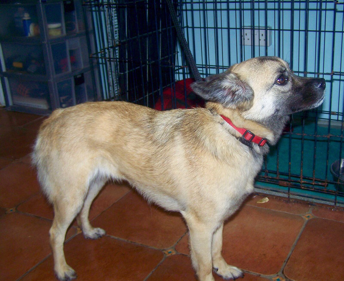 CorynRDR's tweet photo. Please meet Mylie, she will@need our help in 7 days if not claimed 😓 https://t.co/CwRvR0m4ep
