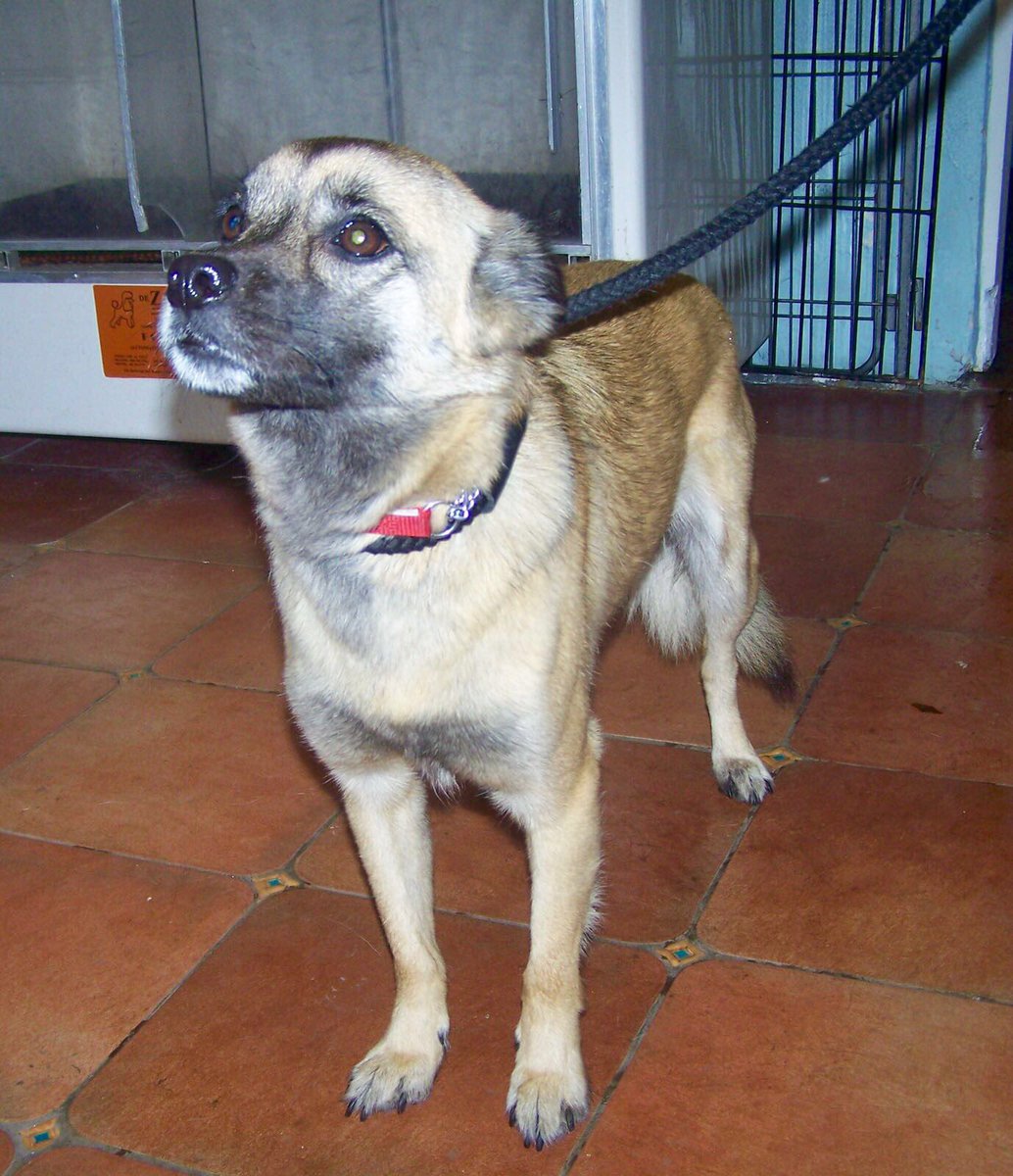 CorynRDR's tweet photo. Please meet Mylie, she will@need our help in 7 days if not claimed 😓 https://t.co/CwRvR0m4ep