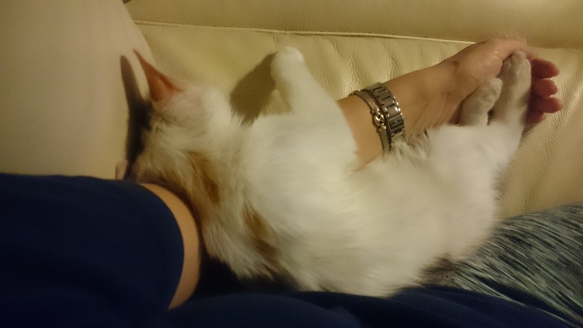 Заложник на малко коте съм