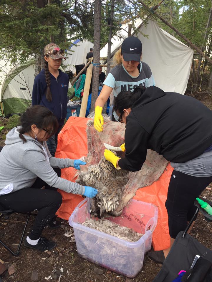 nwtontheland's tweet photo. Collaborative is proud to be supporting the hide tanning camp happening now in Łutsel K’e. Thanks @meaganimous for the photos! #denethings https://t.co/F1R8DaHG5S