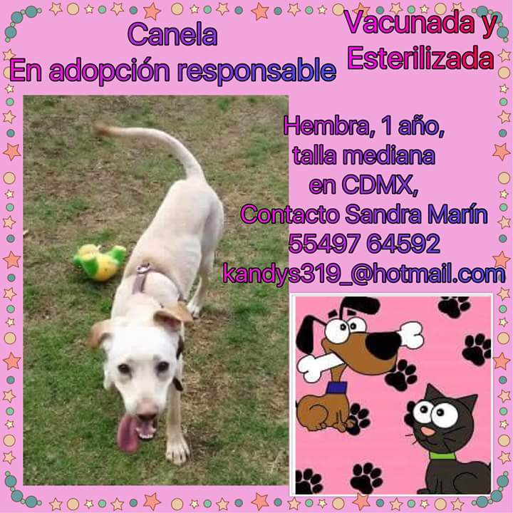 APAMDif's tweet photo. Hermosa Canela en adopción responsable en Ciudad de México 
#APAMdif
#APAMsossiemprealerta 
#APAMconcienciaanimal
#pewo 
#adopta https://t.co/iJFEYVNyeC