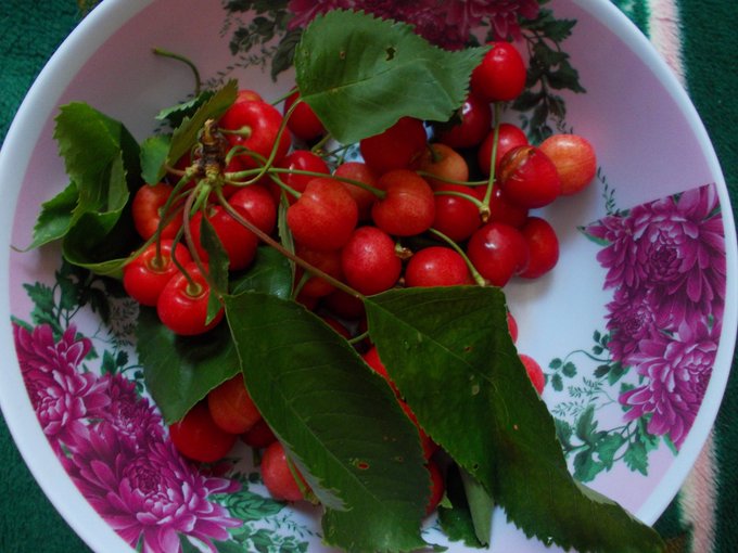 Grow your own cherry tree https://t.co/Ywd7U3mo1h<a href="/tag/camgirl"class="tags"><span>#camgirl</span></a><a href="/tag/livechat"class="tags"><span>#livechat</span></a><a href="/tag/imlive"class="tags"><span>#imlive</span></a>