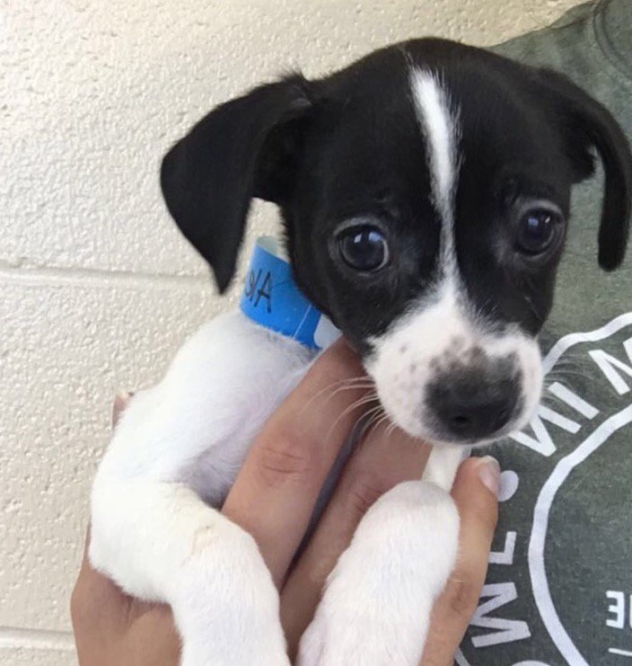 Alex is up for adoption now at the <a href="/ADLofTX/">Animal Defense League of Texas</a>! Learn more: stars.wnba.com/hoops-hounds/