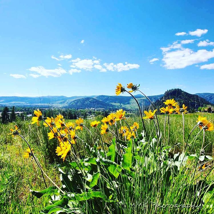 BoundaryCountry's tweet image. Spring flowers are in bloom! 📷 : @mmkazakoff