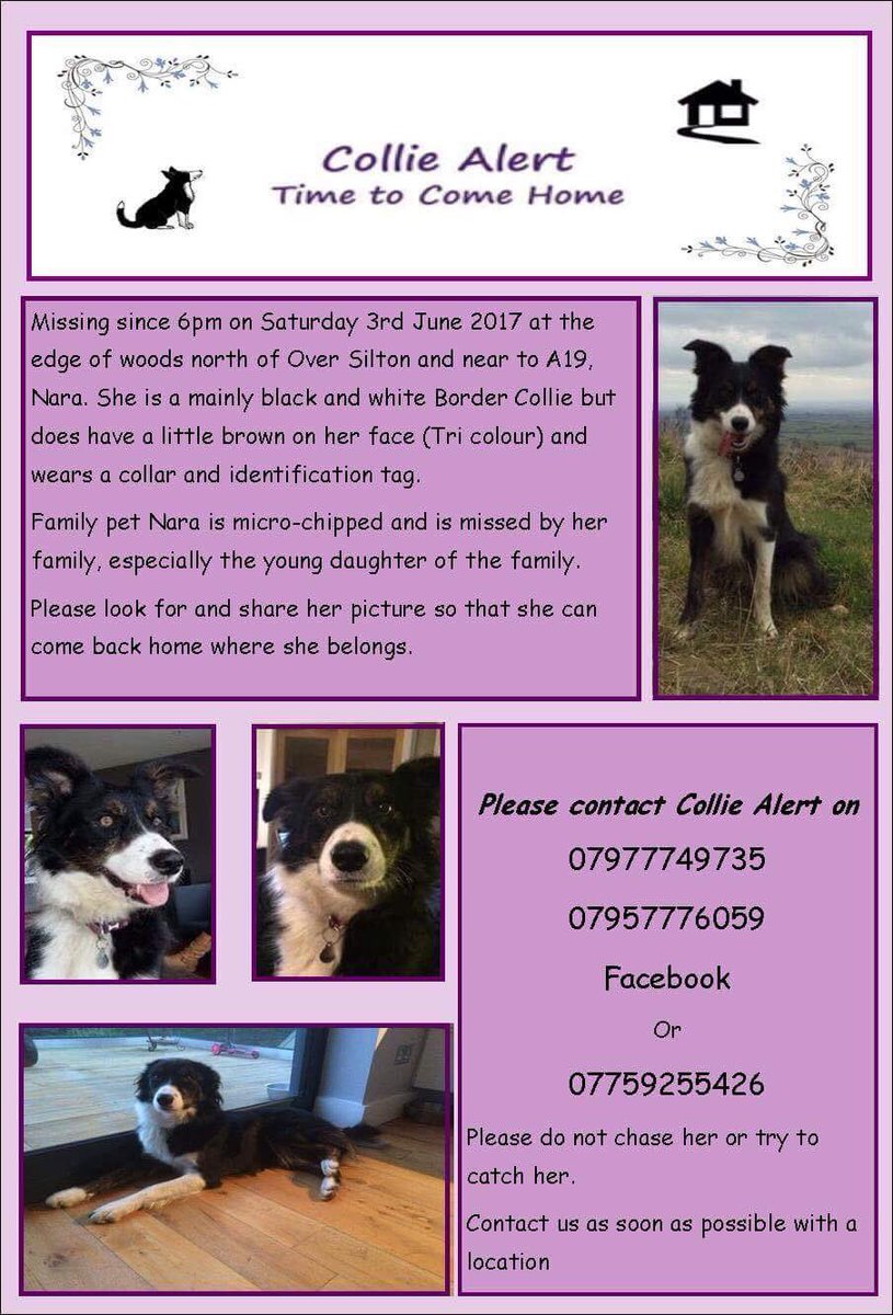 rosiedoc666's tweet photo. @millypod1 @FindOurPup @The_Animal_Team @LisaLisaw1 @VetsGetScanning @HelpFindThem14 #BCNara #missingcollie 3/6/17 edge #woods nr #A19 #RT 🐾 https://t.co/9TlkgjnN9C