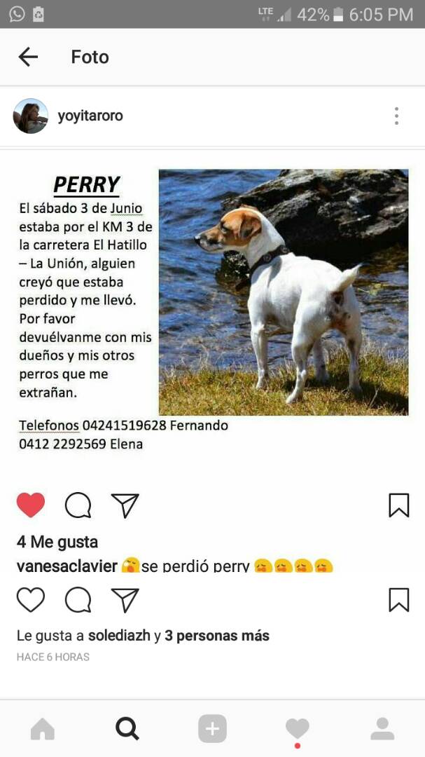 AYUDA A PERRY A REGRESAR A SU HOGAR https://t.co/C4kS7k11FS