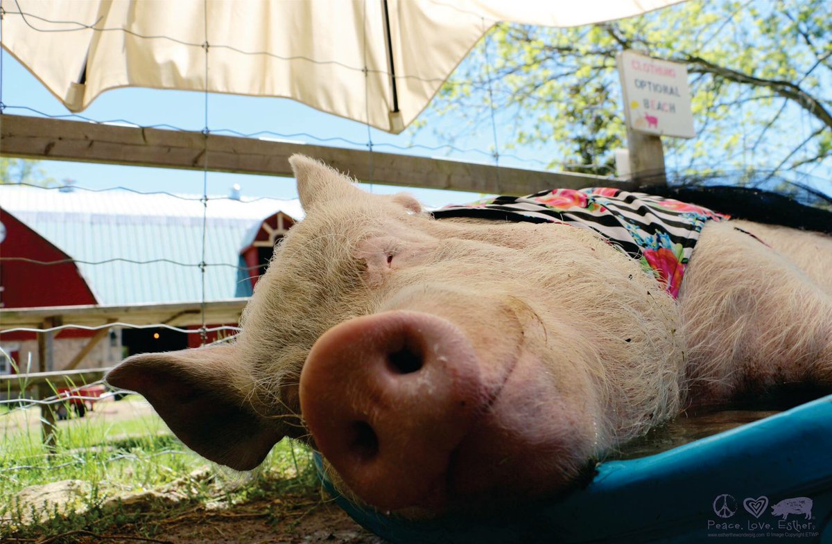 EstherThePig's tweet photo. Spend more time doing things that make you happy. https://t.co/CsbhpGE545