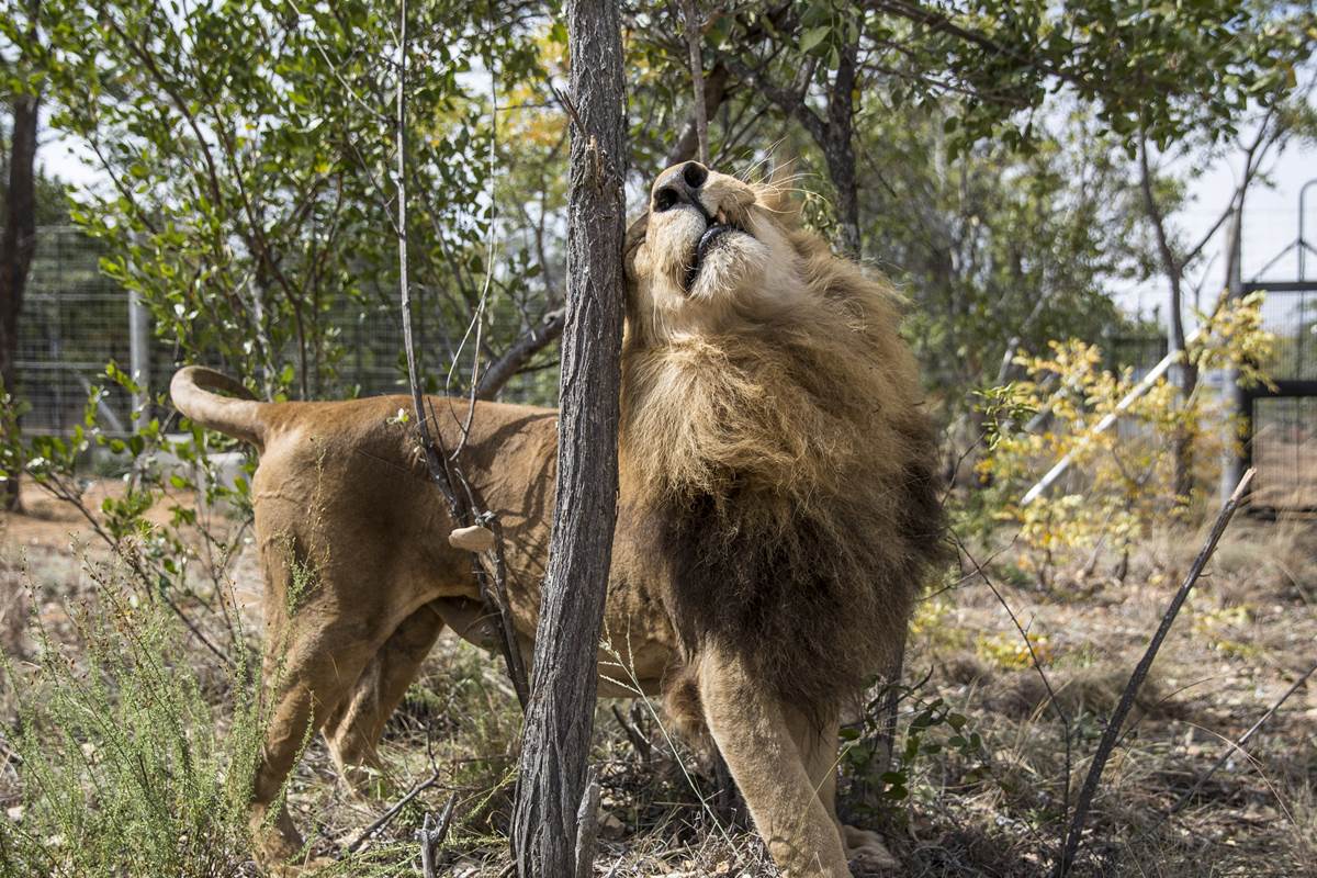 NBCNews's tweet photo. 2 lions, freed from circuses, are poached in South Africa https://t.co/EGuzwuC0GV https://t.co/tLwQdJZGf1