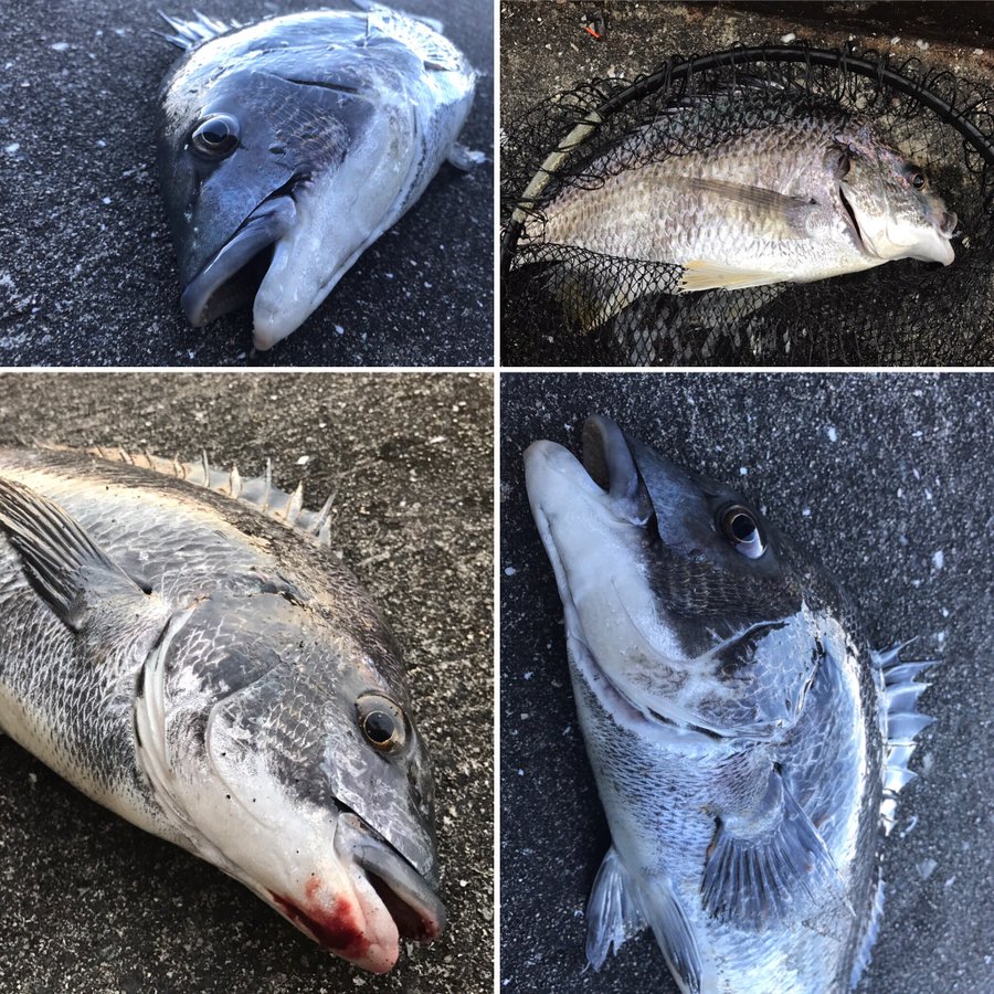 目印落とし込み キビレ祭りのこの時期こそ おチヌ様を狙い撃ちでリベンジ成功 ローレルの黒鯛落としこみ釣りハマってます