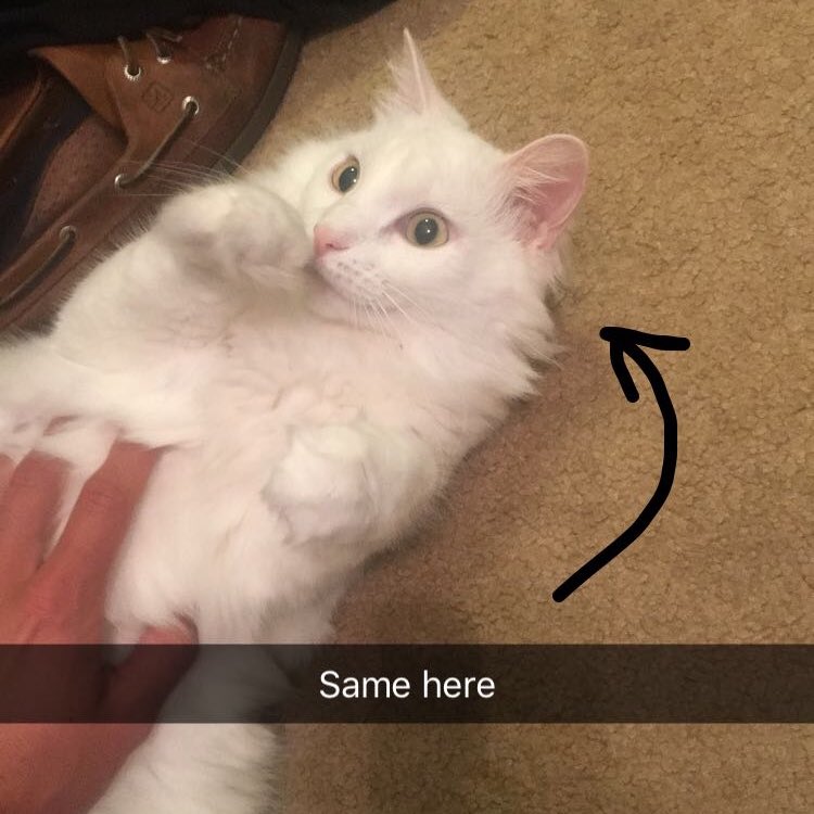 KatyHolland1214's tweet photo. When @NStemle14 stays at my house and sends me pictures of my babies 😫😫😫😫😫😫😫😫 #INeedToBeHome https://t.co/9yRZrezMSF