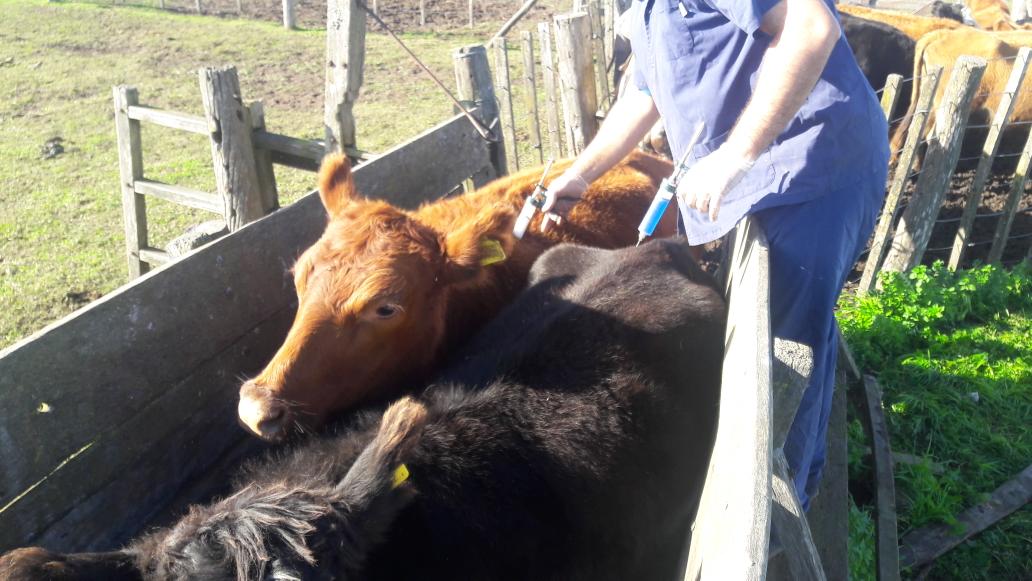 JuanCMuriel's tweet photo. Sábado por la mañana ejecutando plan sanitario pre parto en el rodeo de cría de un amigo en Tres Algarrobos #RotatecJ5 #Suplenut #Arrasa https://t.co/8P3gduaec3