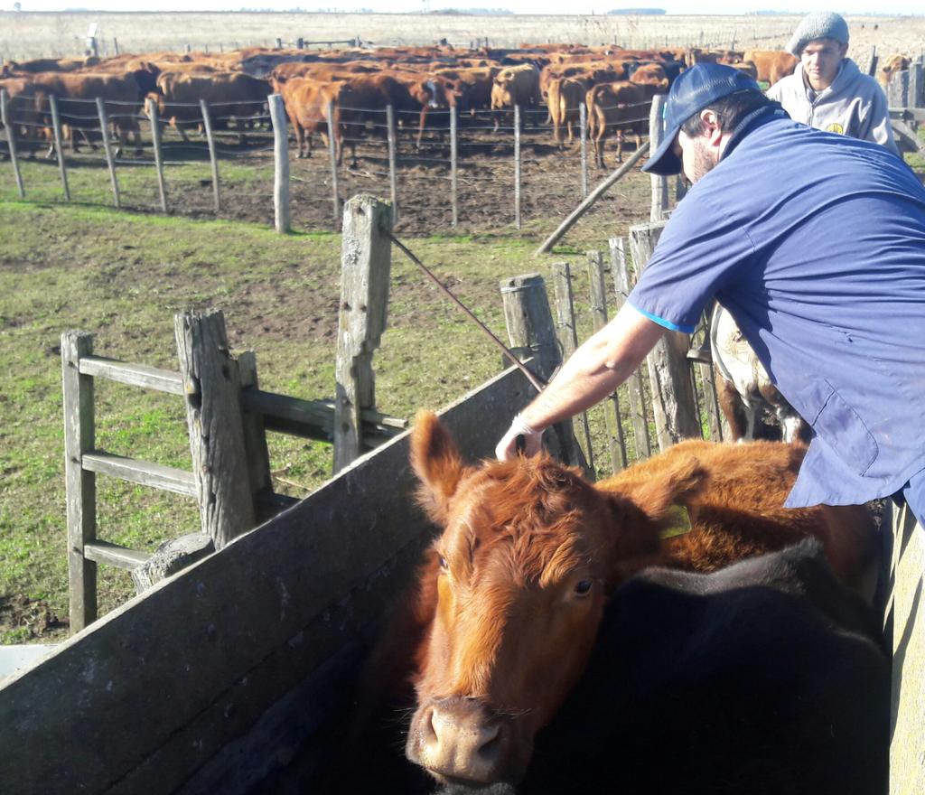 JuanCMuriel's tweet photo. Sábado por la mañana ejecutando plan sanitario pre parto en el rodeo de cría de un amigo en Tres Algarrobos #RotatecJ5 #Suplenut #Arrasa https://t.co/8P3gduaec3